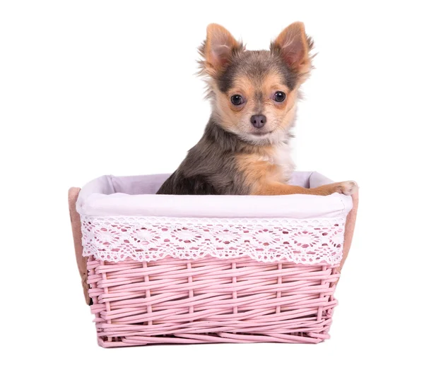 Τσιουάουα κουτάβι κορίτσι (σκύλα) σε ροζ καλάθι — Φωτογραφία Αρχείου