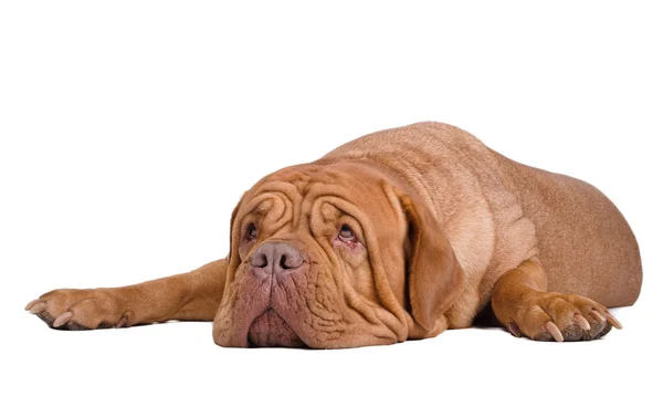 Verrast Bordeauxdog opzoeken — Stockfoto