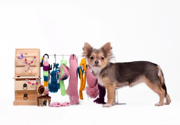 Chihuahua i jego ubrania — Zdjęcie stockowe