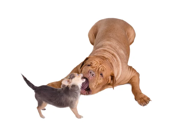 Büyük ve küçük (büyük ve küçük) köpekler iskambil — Stok fotoğraf