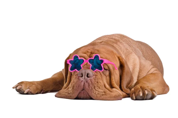 Cão com óculos estrela está dormindo isolado — Fotografia de Stock
