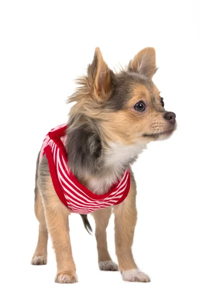 Chihuahua pequeno — Fotografia de Stock