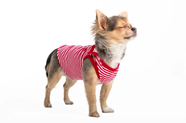 Träumender Chihuahua — Stockfoto