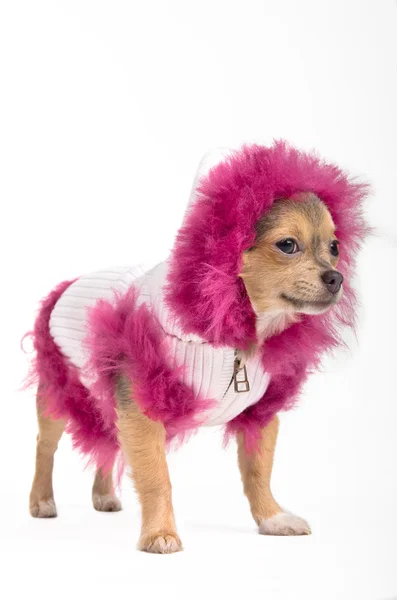 Winter Chihuahua — Stock Photo, Image