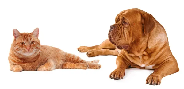 Gato e cão deitados perto um do outro isolados — Fotografia de Stock