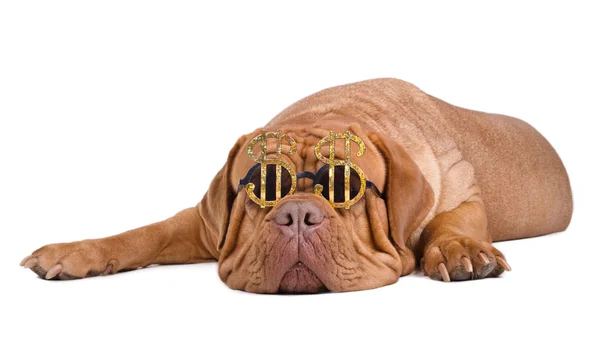 Αμερικανικό όνειρο. σκυλί με γυαλιά με το σύμβολο του δολαρίου — Φωτογραφία Αρχείου