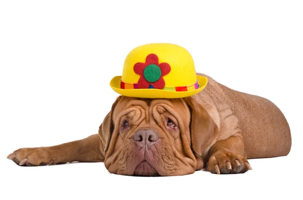 Σκύλος φοράει καπέλο σφαιριστής κίτρινο (ντέρμπι) — Φωτογραφία Αρχείου