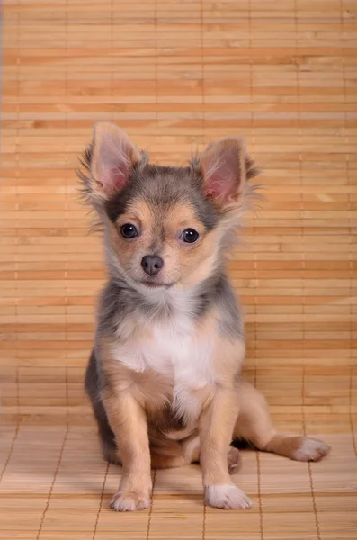 Chihuahua cachorro sentado sobre tablones de madera de fondo — Foto de Stock