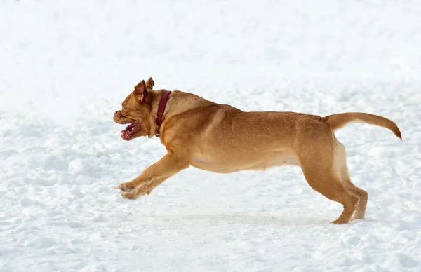 Szczęśliwy pies, dogue de bordeaux rasy w śniegu — Zdjęcie stockowe