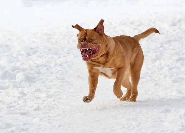 Câine de rasă franceză Mastiff alergând spre privitor în zăpadă — Fotografie, imagine de stoc