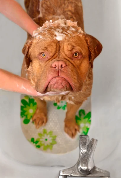Cleaning the Dog of Dogue De Bordeax Breed in bath — Stock Photo, Image