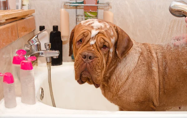 Rengöring hunden dogue de bordeax ras i badet. — Stockfoto