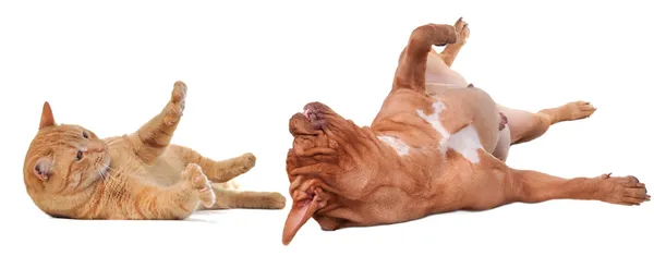 Hravé přátele - pes a kočka — Stock fotografie