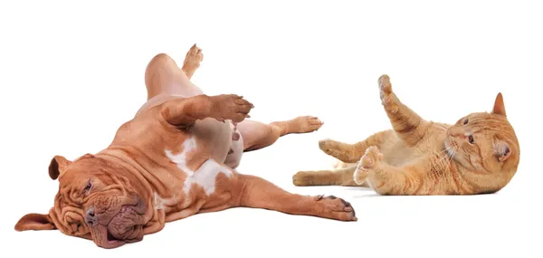 Baş aşağı izole çevirerek oynayan kedi ve köpek — Stok fotoğraf