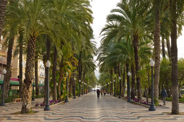 Tropical palm alley in Alicante, Spain — Stock Photo, Image