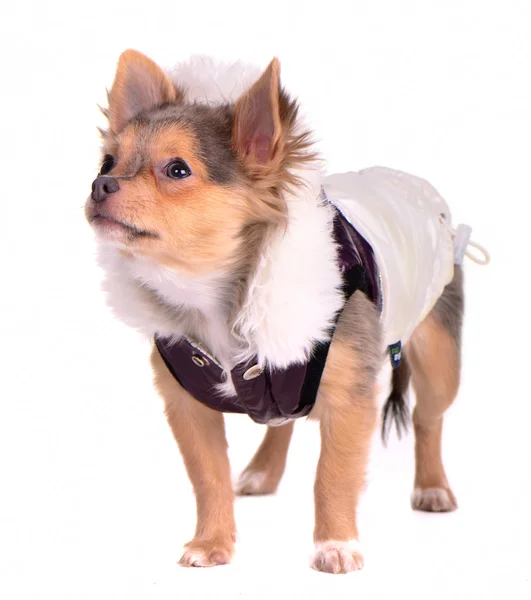 Szczeniak Chihuahua ubrany w modny płaszcz, patrząc na bok — Zdjęcie stockowe