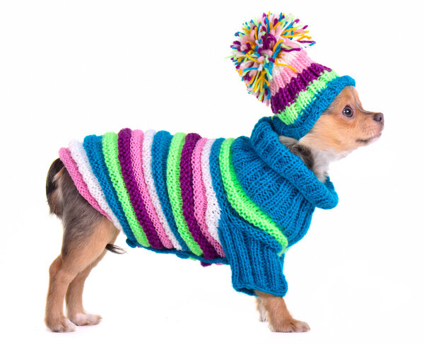 Chihuahua щенок одет в ручной работы красочные свитер и шляпу, изолированные на
