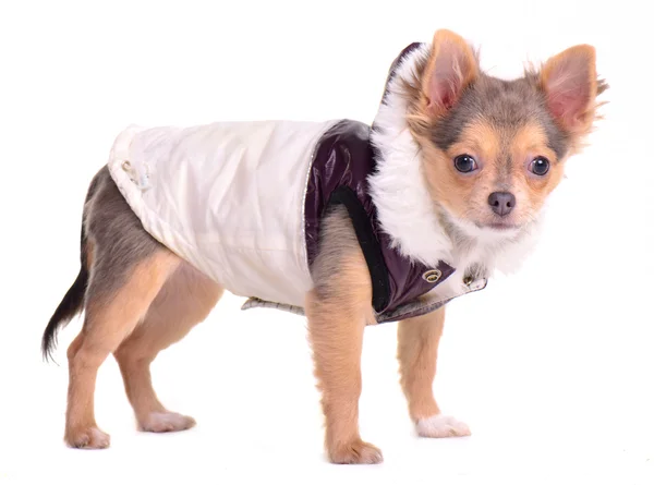 Chihuahua cachorro vestido con abrigo para el clima frío, aislado en blanco —  Fotos de Stock