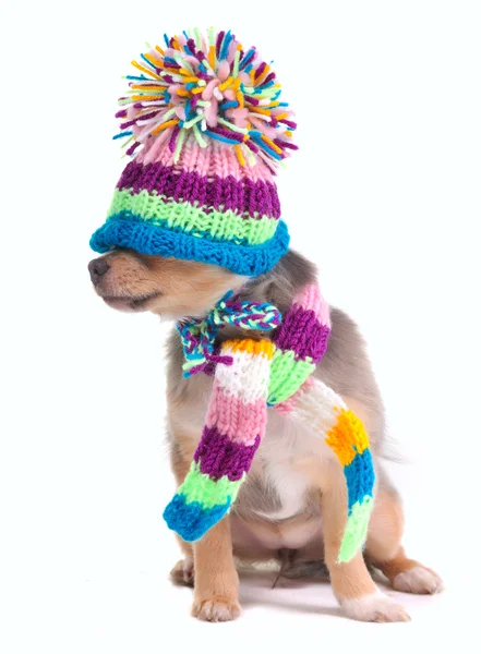 Blind (can't see), closed eyes concept. Chihuahua Puppy With Hat Pulle — Stock Photo, Image