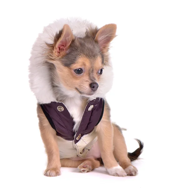 Cute chihuahua puppy dressed in coat, sitting in front of white background — Stock Photo, Image