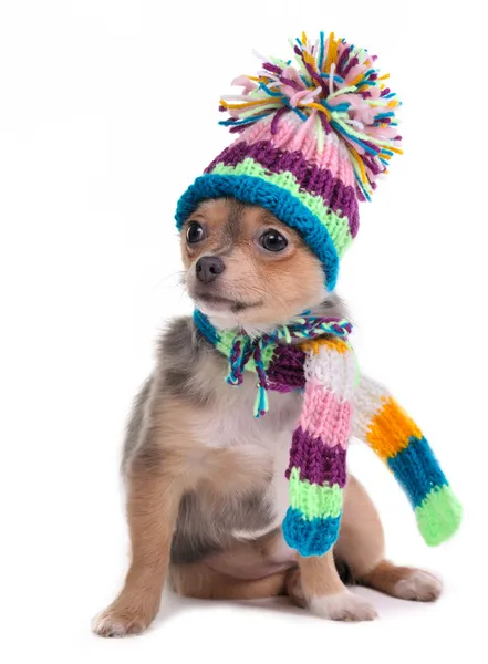 Puppy Funnily Dressed For Cold Weather Isolated On White. Sitting Four Mont — Stock Photo, Image