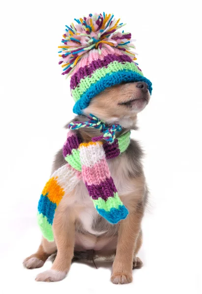 ブラインド (見ることができない)、目のコンセプトをシャット ダウンします。子犬が服装の寒さ — ストック写真