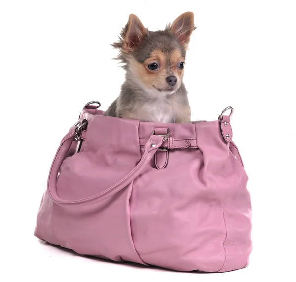 Chihuahua filhote de cachorro sentado em saco rosa isolado no branco — Fotografia de Stock