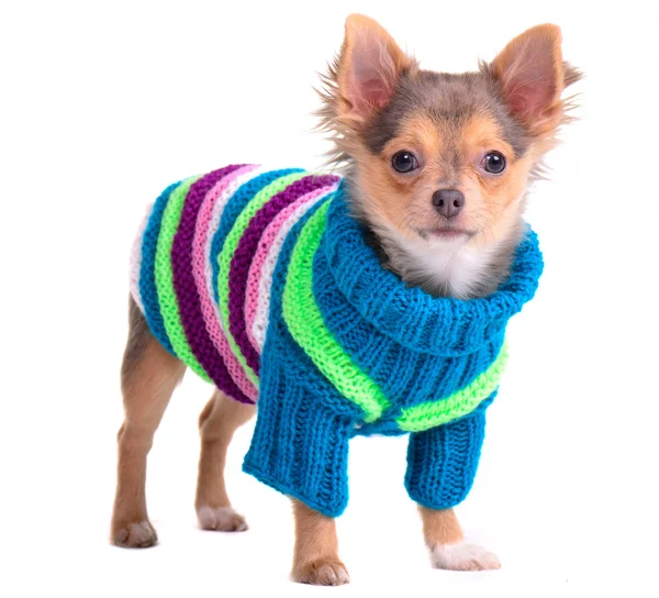 Chihuahua cachorro vestido com suéter colorido e chapéu, de pé, olhando para — Fotografia de Stock