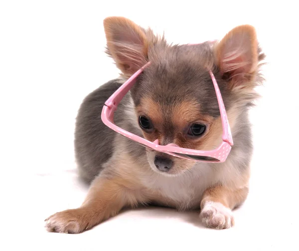 Esperto olhando filhote de cachorro Chihuahua com óculos cor de rosa deitado no chão — Fotografia de Stock