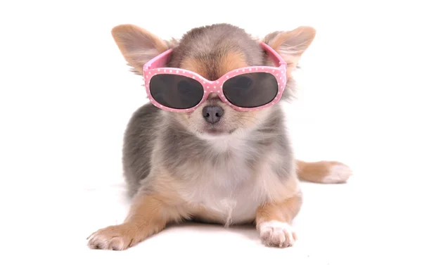 Cão esperto. Quatro meses de idade Longhair Tricolor colorido Chihuahua filhote de cachorro Weari — Fotografia de Stock