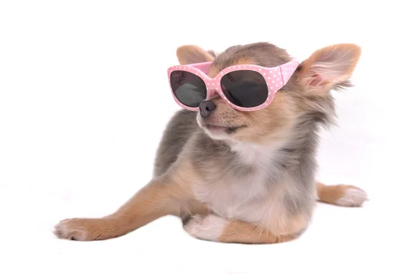Чихуахуа щенок в розовых гламурных солнцезащитных очках лежит на белом фоне — стоковое фото