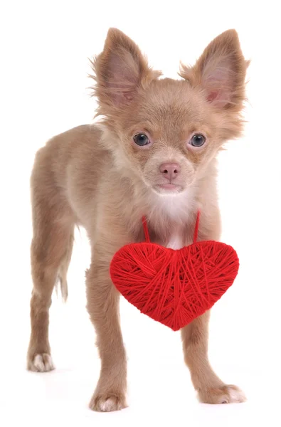 Szczeniak Chihuahua sobie Walentynki różowy serce drewniany naszyjnik na białym tle — Zdjęcie stockowe