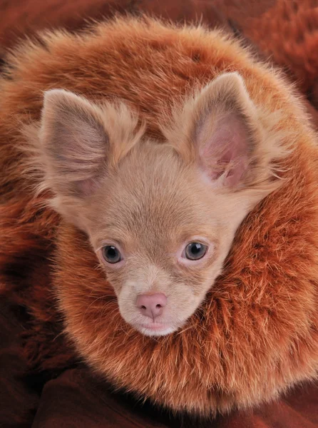 Ricco chihuahua con collo marrone pelliccia chic — Foto Stock