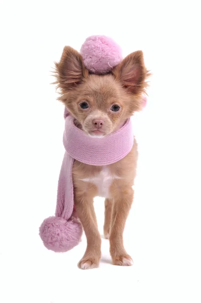 吉娃娃小狗与绒球和孤立在白色贝雷帽的粉红色围巾 — 图库照片