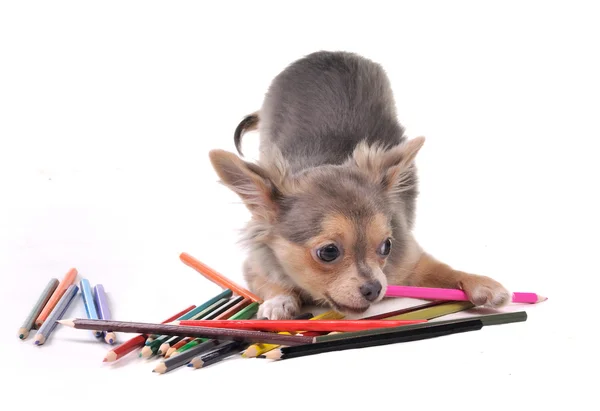 白で隔離されるカラフルな鉛筆で遊ぶチワワ子犬 — ストック写真
