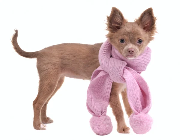 Filhote de cachorro chihuahua glamouroso com cachecol rosa romântico isolado no branco — Fotografia de Stock
