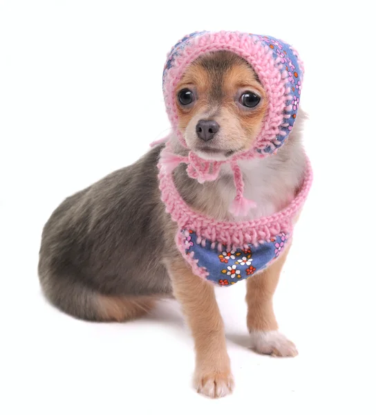 Chihuahua cucciolo con jeans sciarpa e cappuccio guardando fotocamera isolato — Foto Stock