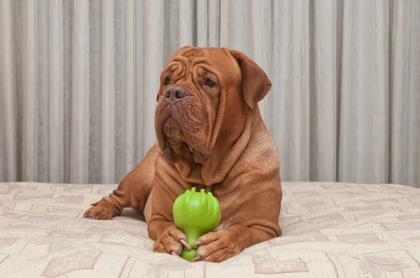 Cão enorme está deitado na cama do mestre segurando brinquedo verde em suas patas — Fotografia de Stock