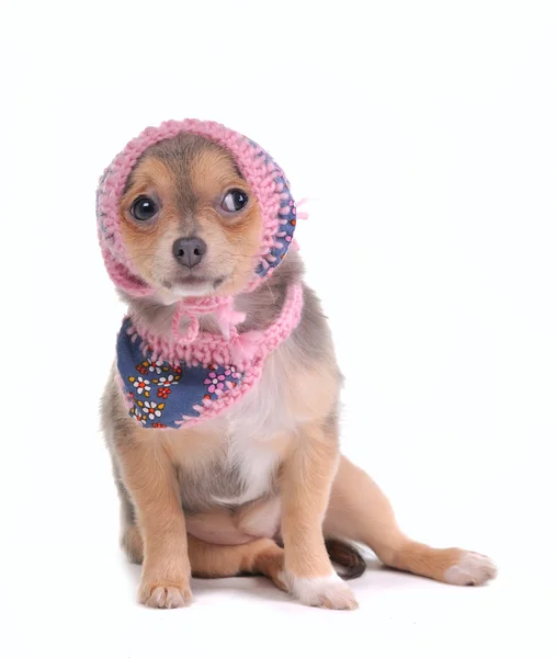 Chihuahua-Welpe mit Jeans-Schal und Mütze schaut isoliert auf weißem Grund zur Seite — Stockfoto