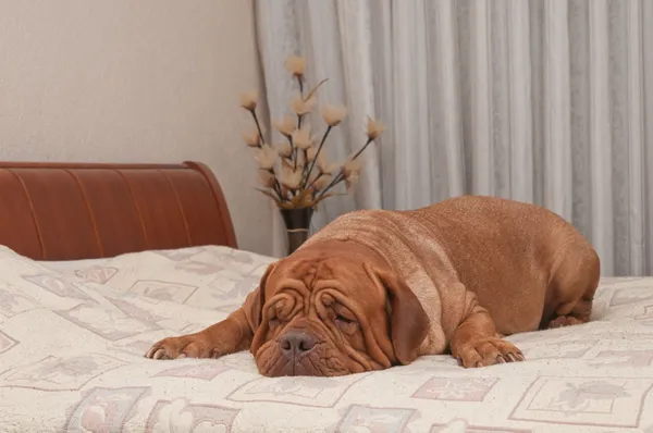 Adorabile cane manca il suo padrone sdraiato sul suo letto — Foto Stock