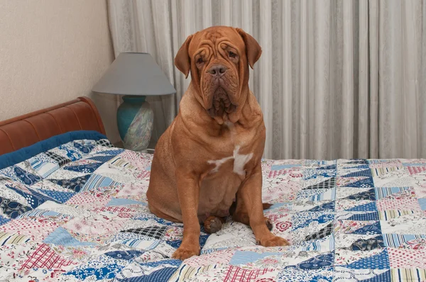 Dogue de bordeaux štěně sedící na posteli s patchwork deka — Stock fotografie