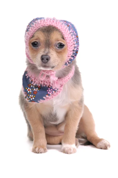 Chihuahua cucciolo con jeans sciarpa e cappello guardando fotocamera isolato — Foto Stock