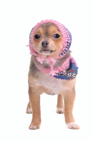 Chihuahua chiot avec écharpe Jeans et chapeau regardant la caméra isolée sur Whit — Photo