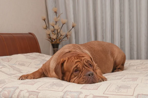 Französische Dogge vermisst ihr Herrchen, das auf seinem Bett liegt — Stockfoto