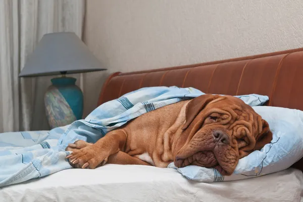 Cão adorável da raça Dogue De Bordeaux está dormindo na cama — Fotografia de Stock