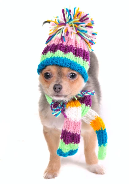 Chihuahua cucciolo con sciarpa e cappello guardando oltre isolato su bianco Backgrou — Foto Stock