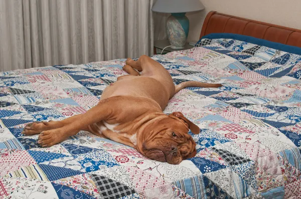 Perro de la raza Dogue De Bordeaux acostado en la cama con edredón hecho a mano —  Fotos de Stock