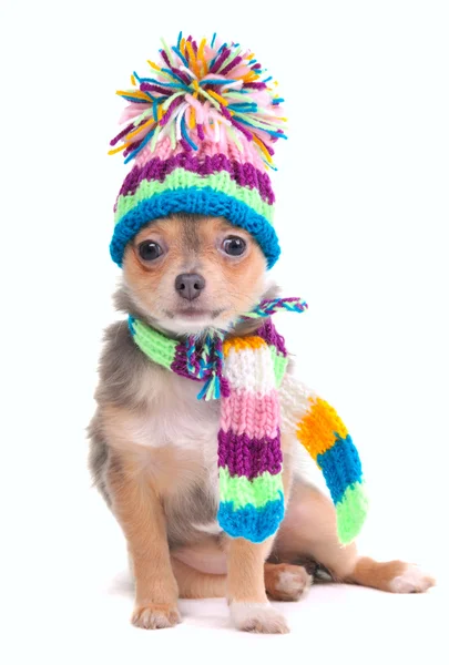 Filhote de cachorro vestido para o tempo frio isolado em branco, Chihuahua com cachecol e — Fotografia de Stock