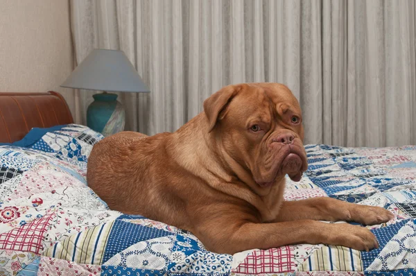 Щенок Дог де Бордо лежит в постели с лоскутным одеялом — стоковое фото