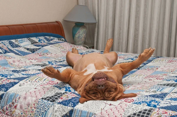 Enorme perro está acostado boca abajo sobre su espalda en la cama del amo con handmad —  Fotos de Stock